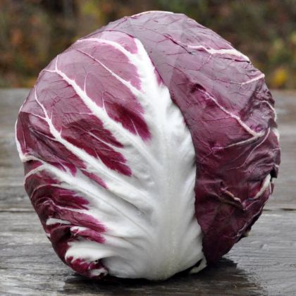 Bio Radicchio