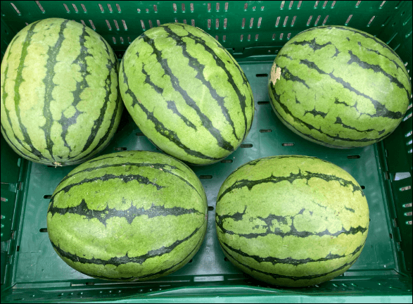 LANDLINIE BIO Wassermelone