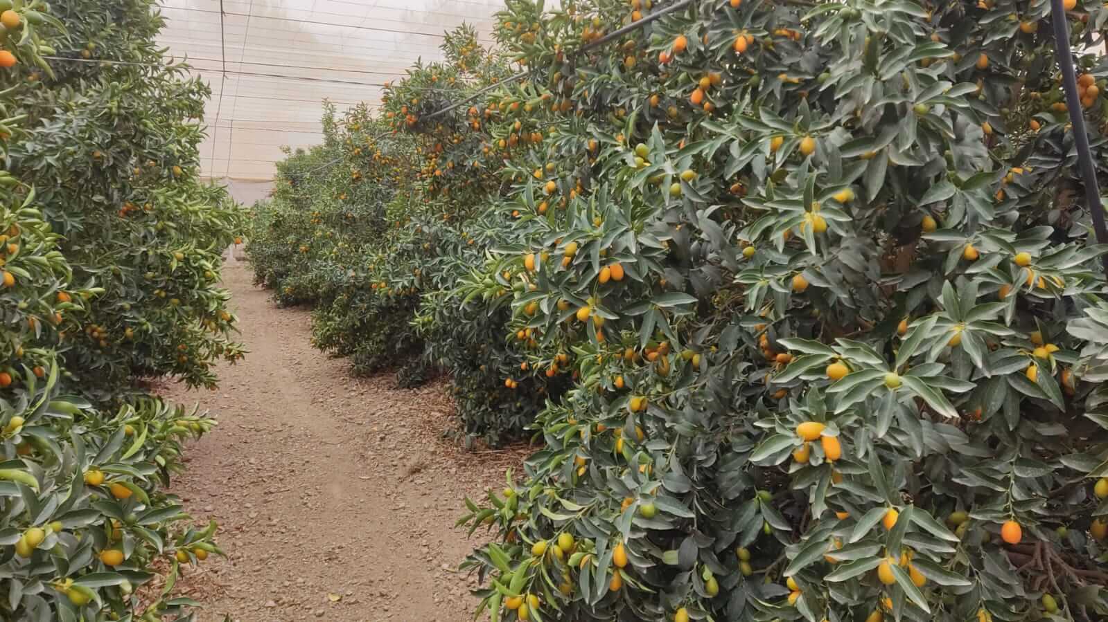 Kumquats – die köstlich erfrischenden Zwergorangen