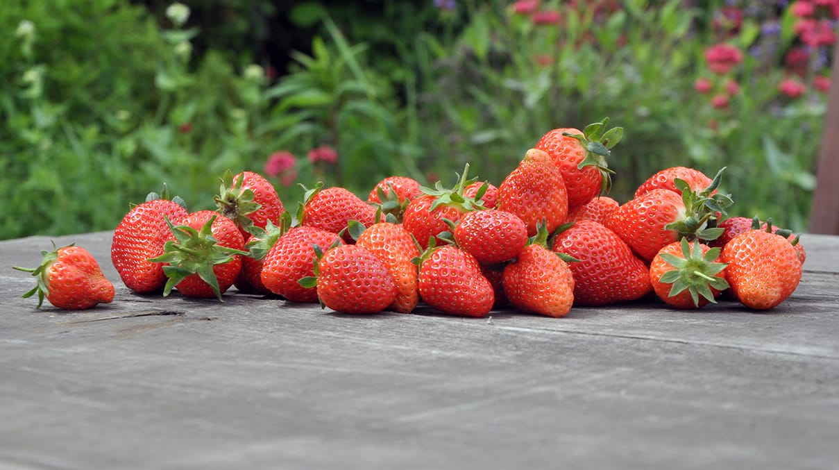 LANDLINIE BIO Erdbeeren